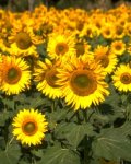 Special Occasions: Sunflowers!